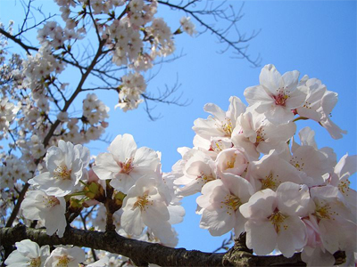 Floraison des cerisiers - Kyoto